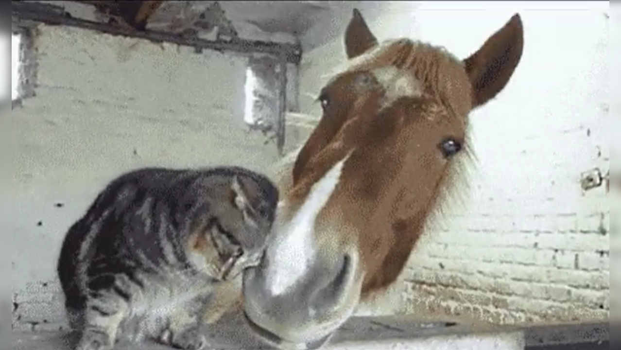 ​Cat and Horse (Image: Representative)​