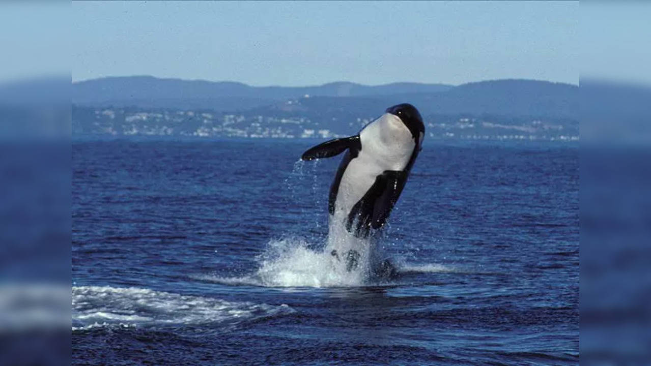 “Pretty Surreal”: Killer Whale Family Captured on Camera Gliding Through Canadian Waters | VIDEO