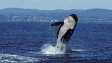 Pretty Surreal Killer Whale Family Captured on Camera Gliding Through Canadian Waters  VIDEO