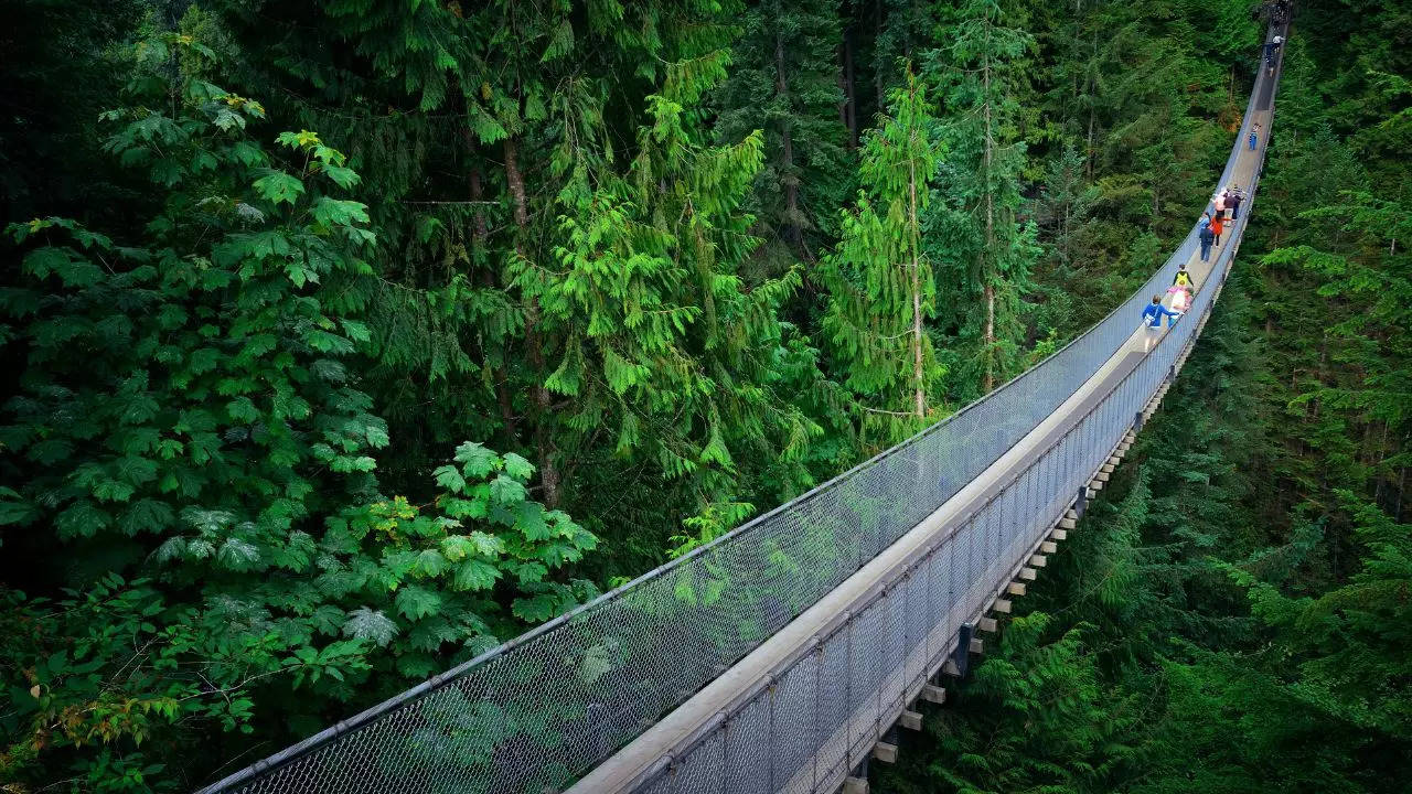 Elevated Forest Walkway