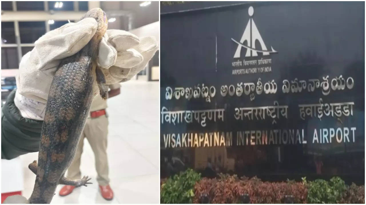 6 Eastern Blue Tongue Lizards seized at Visakhapatnam Airport