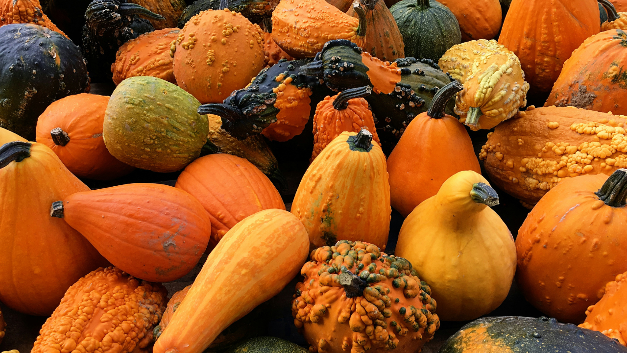 perro farm squashes