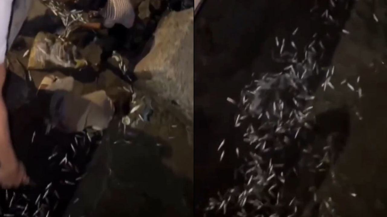 Imminent earthquake? Hundreds of fish spotted at Mahim Beach in Mumbai | video