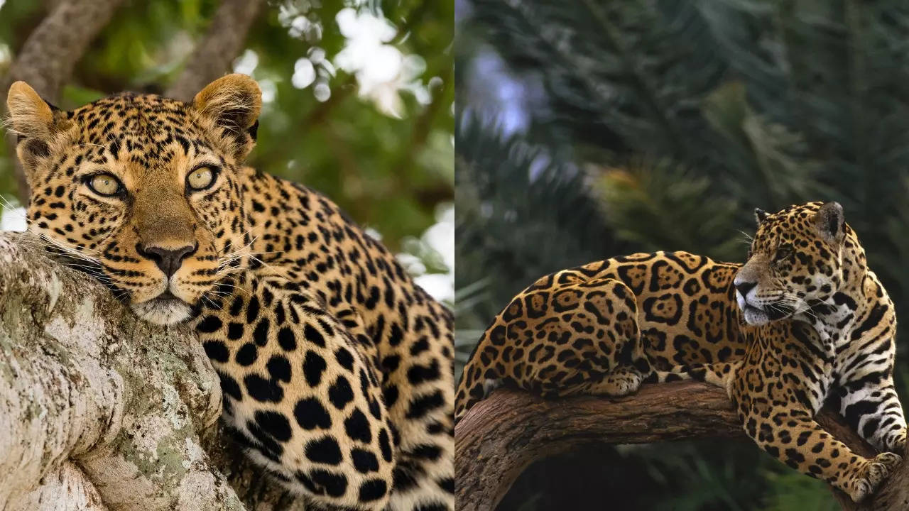 Leopards are native to Asia and Africa, while jaguars are found in the Americas. | Getty Images via Canva.Com