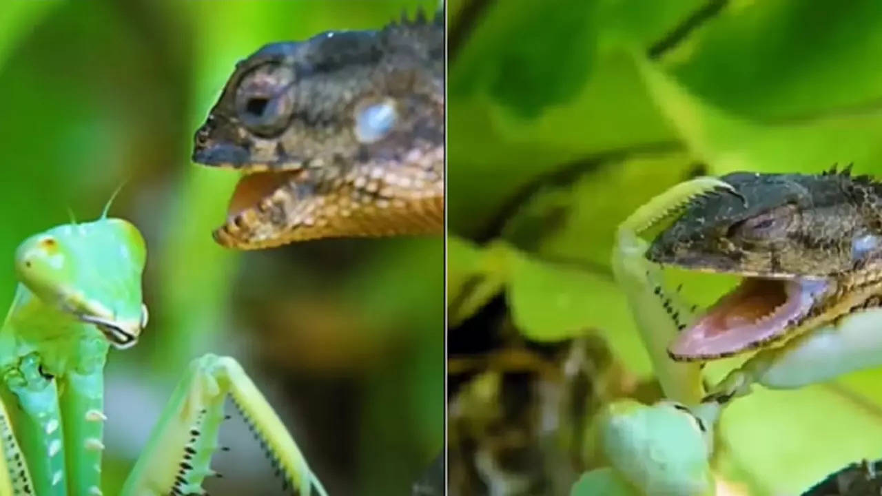 Viral Video (Photo: Grasshopper Lizard Video)