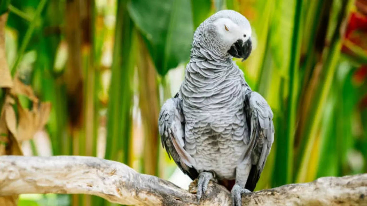 Representative Image: African Grey Parrot