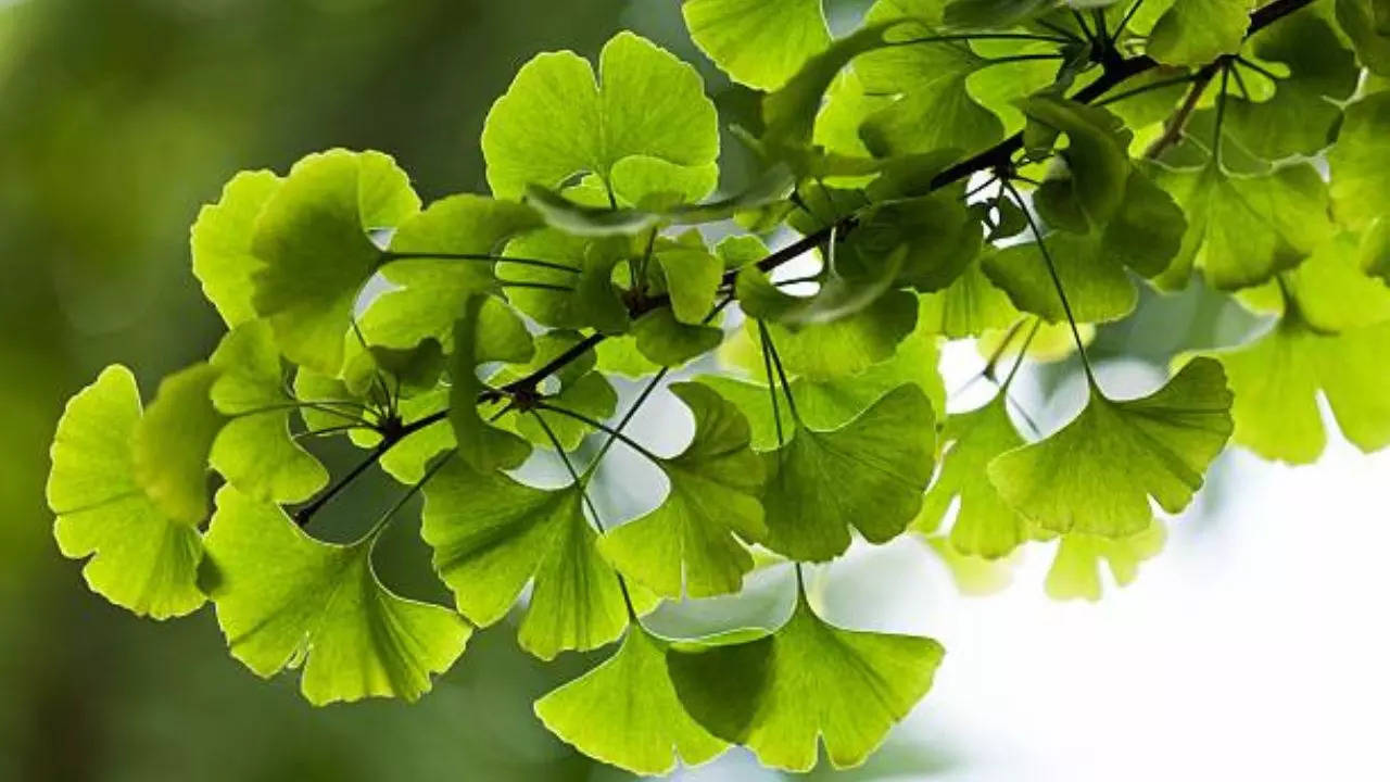 Ginkgo biloba Known As Brain Herb Can Delay Early-onset Dementia, Alzheimer's Symptoms 