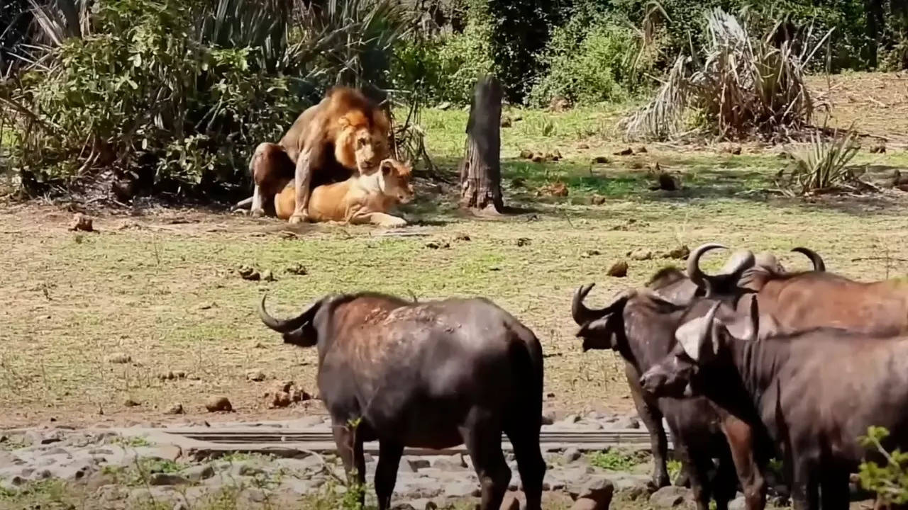 Buffaloes gathered to drink water end up watching lions mate. | Alberto Scattolin/Latest Sightings