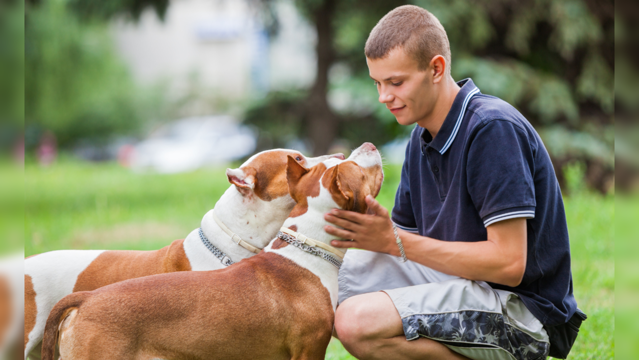 Four Best Dog Breeds If You Want Security And Protection