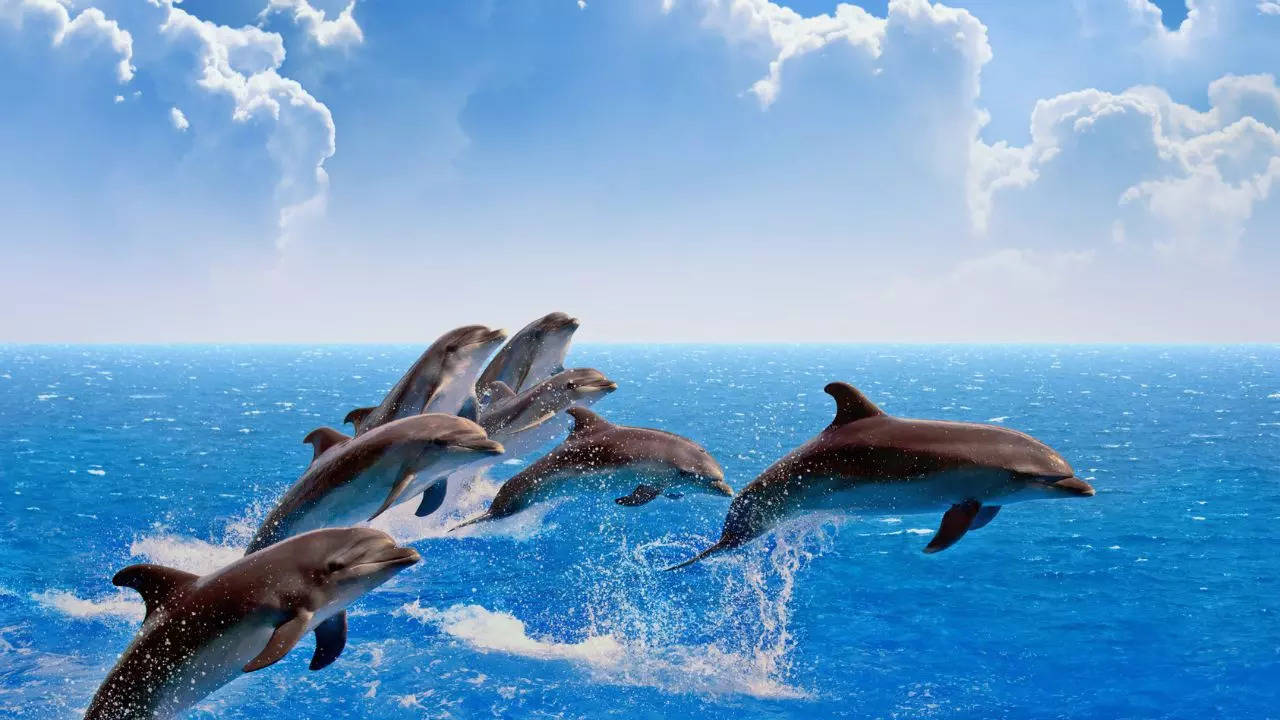 Plan A Trip With Your Kids To These Places To Spot Dolphins