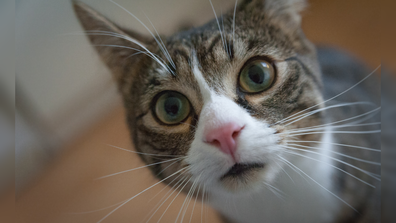 Why Keeping Cats Indoors Is Safer and Better for Them