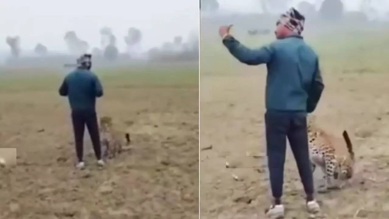 leopard seen in the field then a man took out his phone