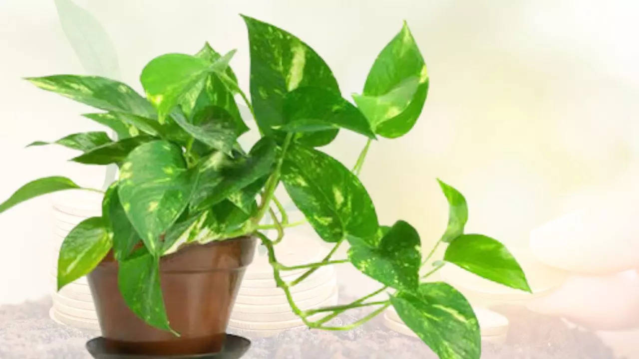 Money Plant Vastu Tips never do these mistakes with money plant you will face huge financial loss (1)