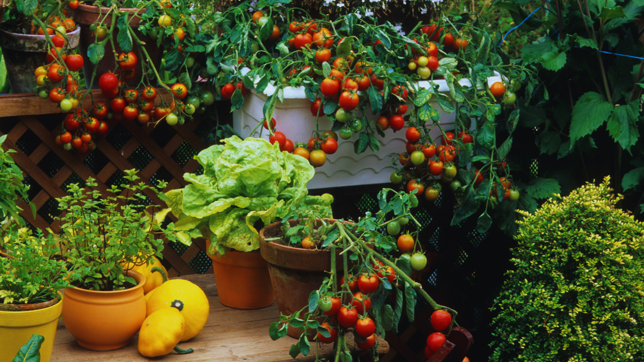 How To Grow Fruits In Your Balcony Garden Using These Easy Tricks