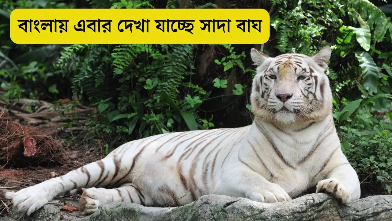 White Tiger in Bengal Darjeeling zoo tourists now can see Siberian tiger