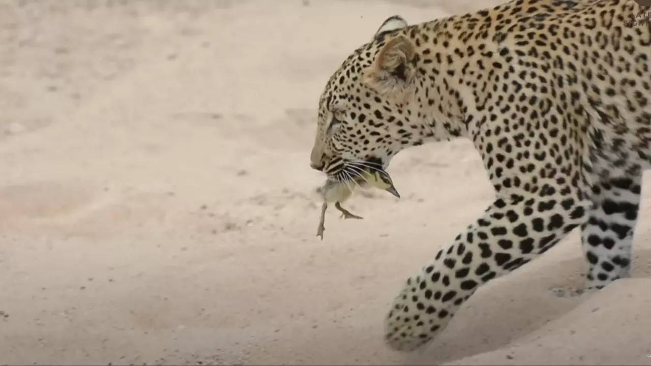 A leopard holds onto a gosling moments before getting outsmarted into letting it go. | Benji Solms