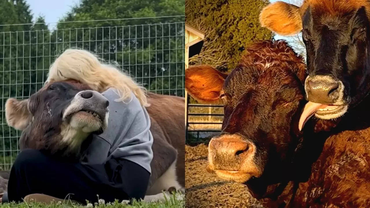 Helen before and after finding her 'soulmate', Margaret. | Image courtesy: The Dodo