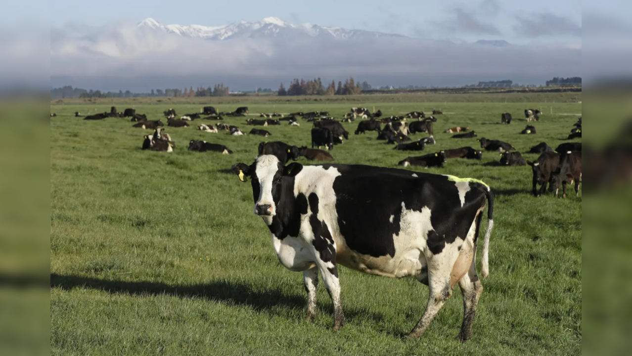 America’s national milk supply to be tested for the bird flu virus