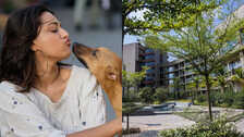 Pune 400 demand apology from university over harassment of professor who looked after campus dogs