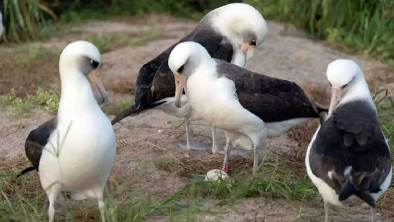 At 74, World's Oldest Wild Bird Welcomes Her 60th Egg