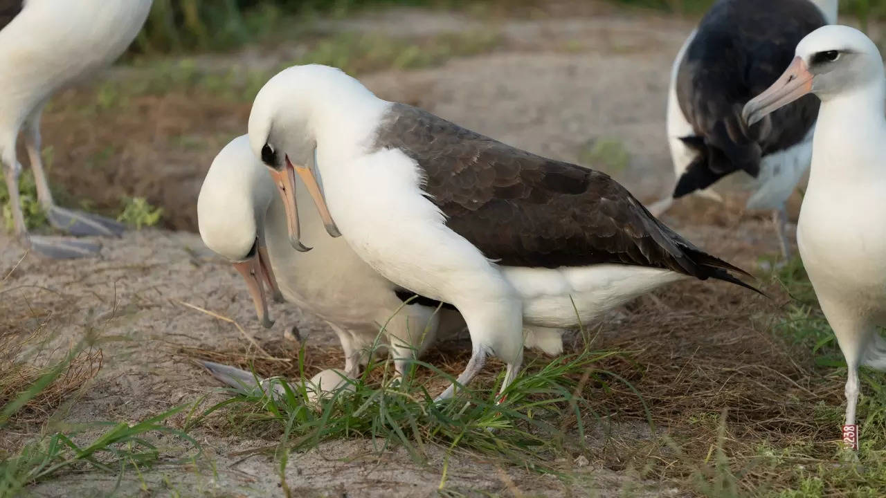 Wisdom and her partner, Akeakamai, incubate the newly-laid egg. | Image courtesy: Dan Rapp