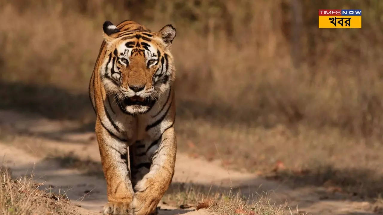 Royal Bengal Tiger