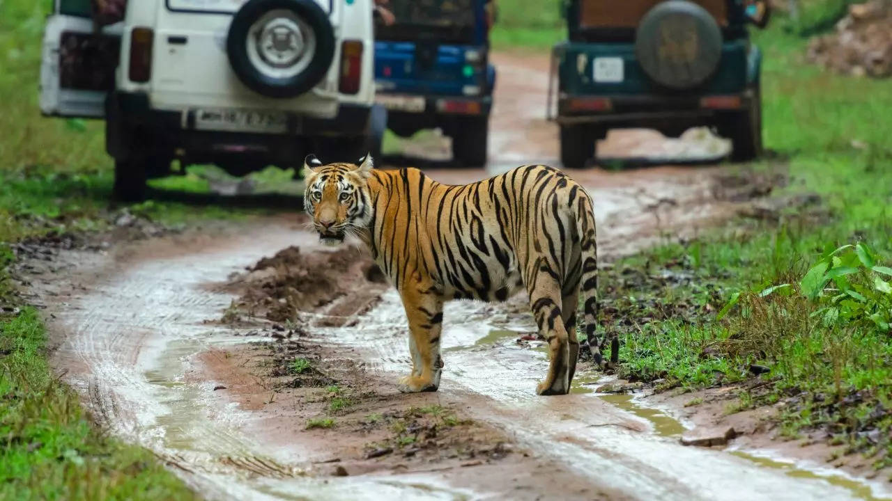 New Year 2025: Start your year with an exciting tiger safari in these national parks of India