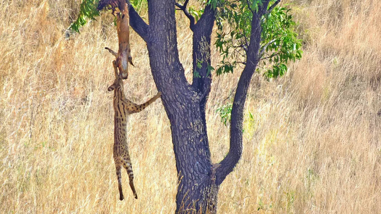 A serval hangs from the head of an impala wedged in a tree by leopards. | Image courtesy: Latest Sightings/Christine