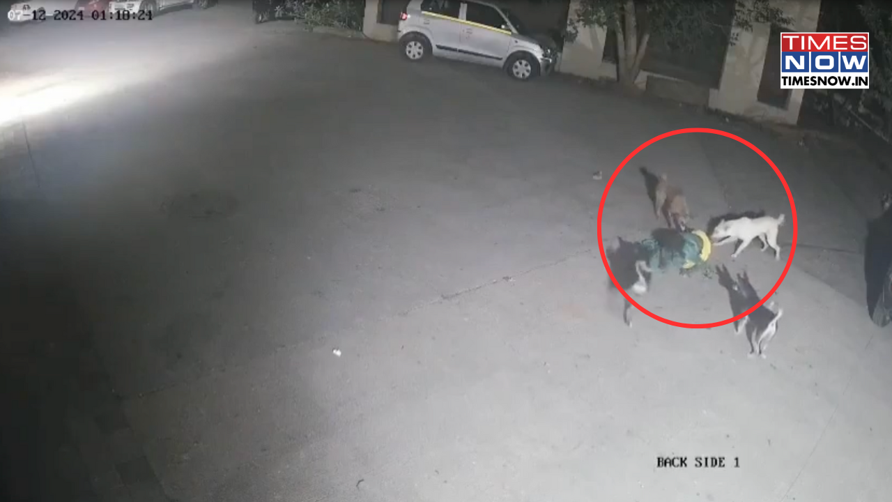 Elderly Woman Attacked by Stray Dogs in Thane’s Titwala