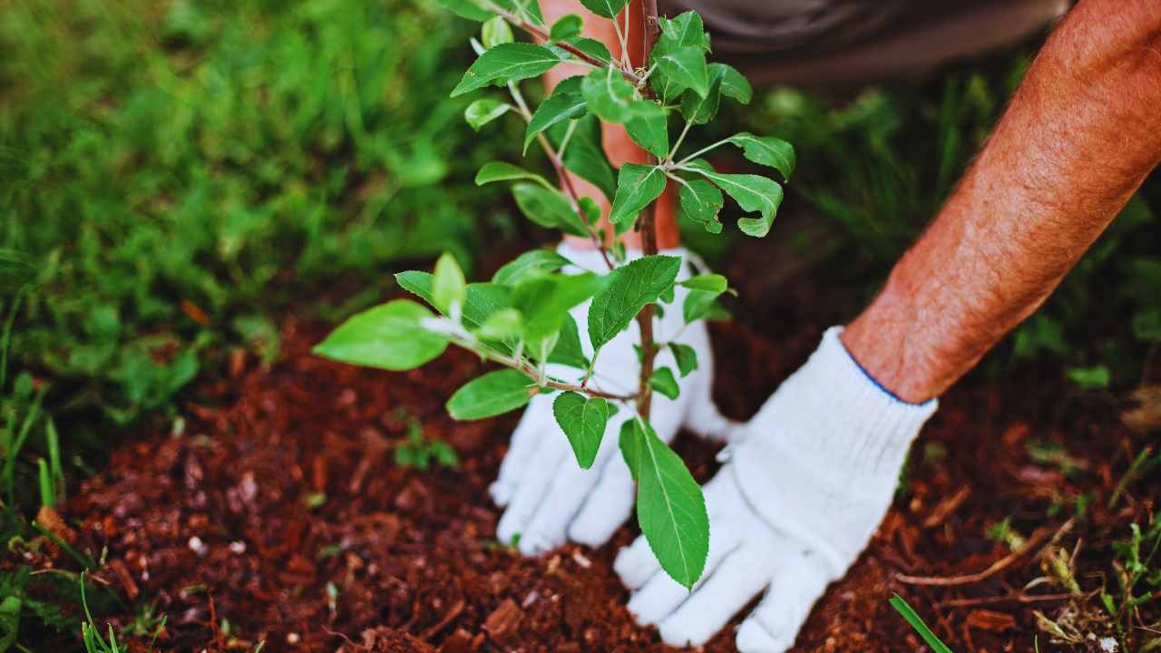 Simple Gardening Tips for Beginners to Try at Home