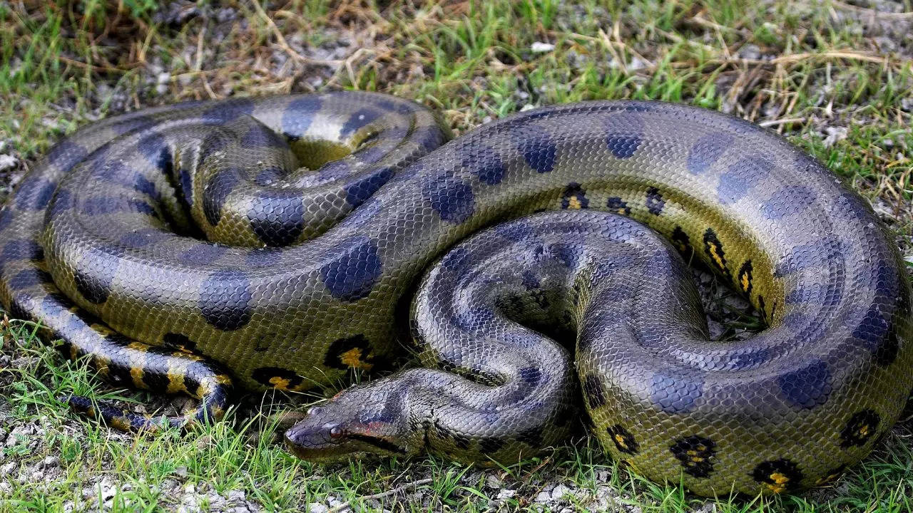 Viral Snake Video Man Sleeping With Giant Anaconda Snake And Dog video goes viral