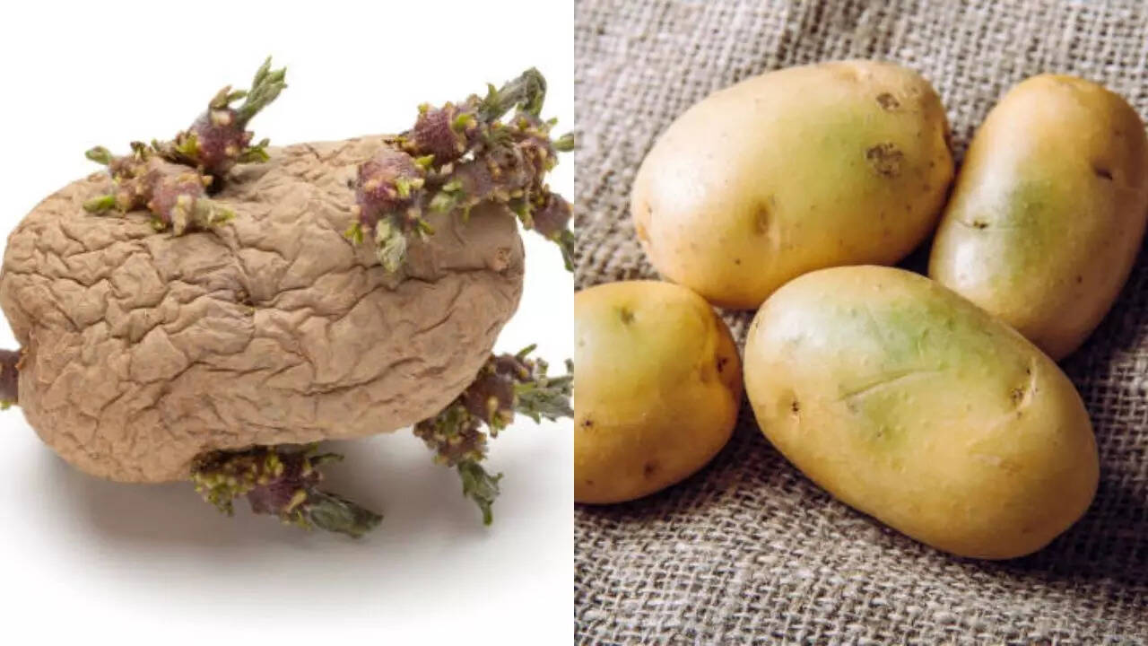 Attention! Do not eat green, sprouted potatoes; can cause fatal poisoning Attention! Do not eat green, sprouted potatoes; can cause fatal poisoning