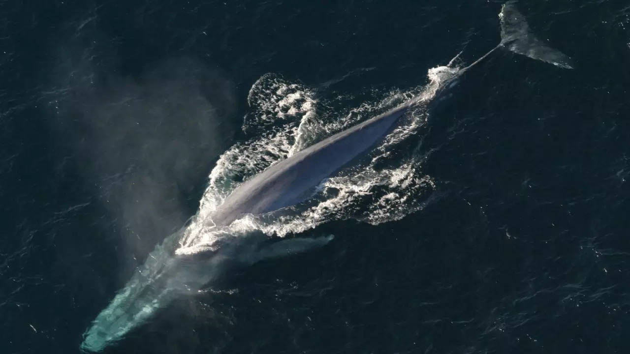 The blue whale is the largest animal on the planet. | Image courtesy: Wikimedia Commons