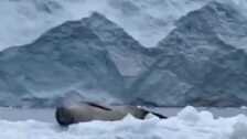 Penguin jumps back into water after seeing leopard seal floating on ice