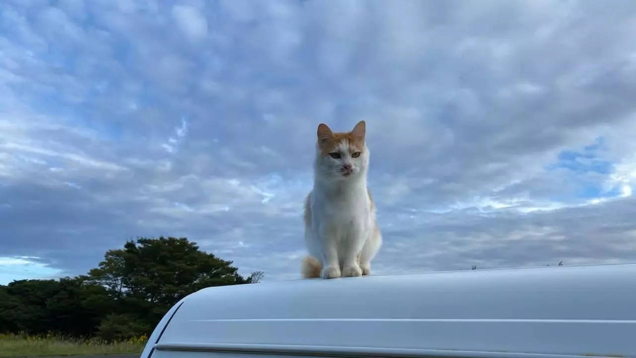 Visit This Island In Japan Where There Are More Cats Than Humans