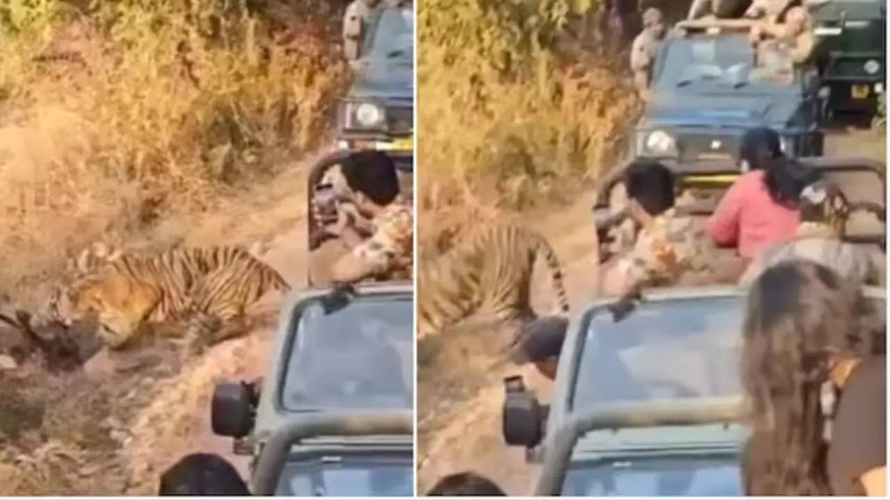 Ranthambore Tourists Criticised for Getting Too Close to Tiger During Hunt