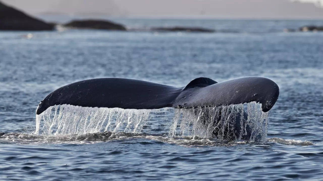 Humpback whale migrations are typically latitudinal, unlike the journey in question. | Getty Images