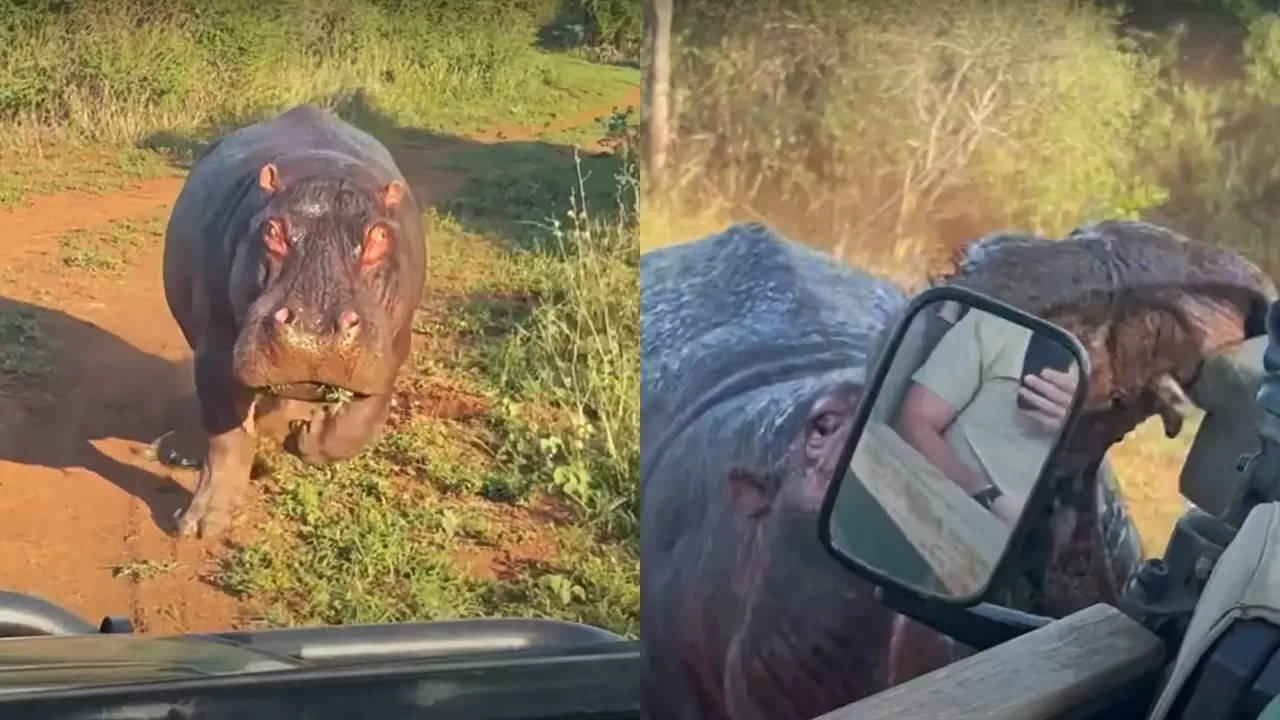 A hippo chases and bites a safari vehicle at Manyoni Private Game Reserve. |  Latest Sightings