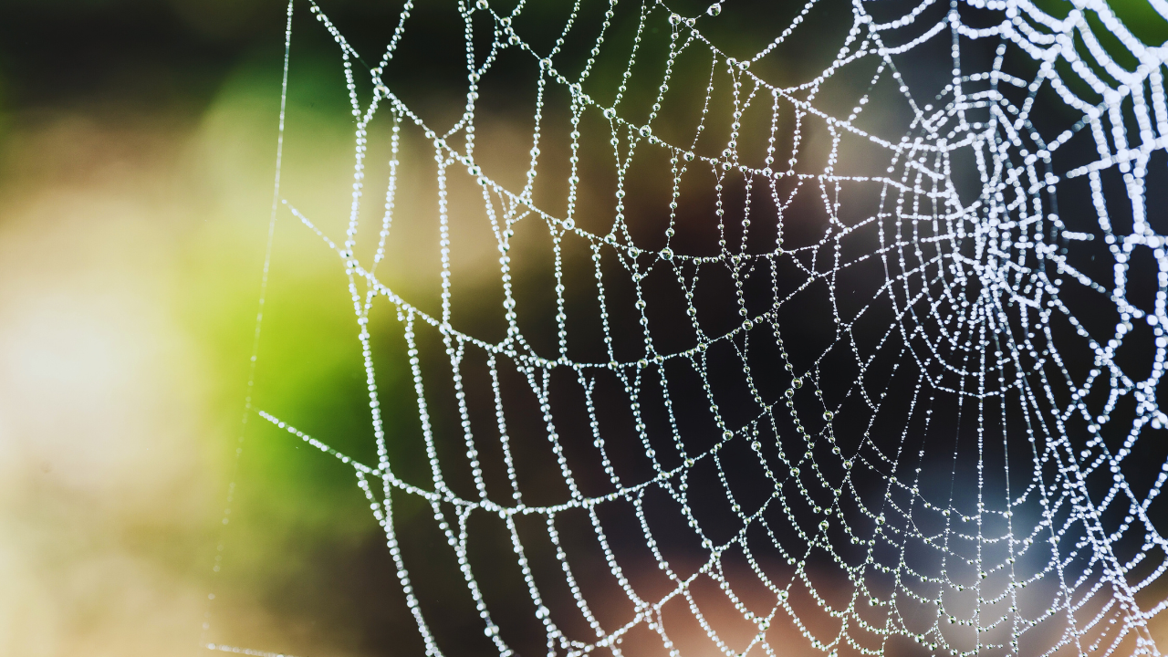 How To Remove Spider Webs from Home Effectively