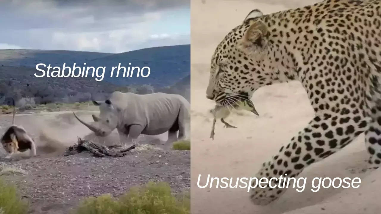 A rhino tries to stab a lion (left) and a gosling in a leopard's mouth (right). | Latest Sightings