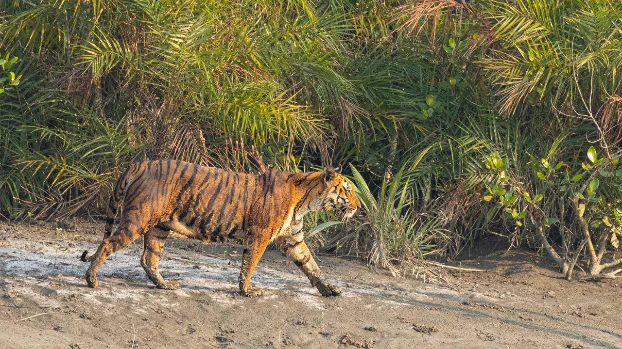 This New Year, Bookmark A River Cruise In The Sundarbans. Credit: Canva