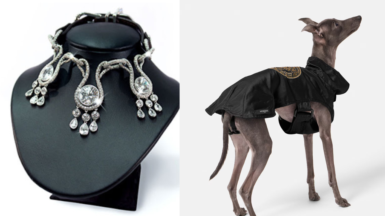 Most expensive pet accessories