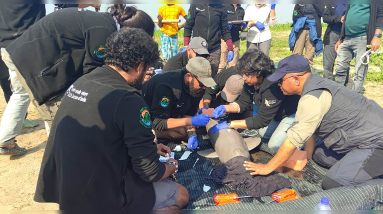 India Conducts First-ever Ganges River Dolphin Tagging in Assam