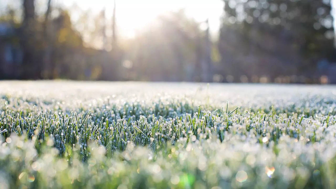 Odisha Sees Rare Frost, Unprecedented Cold Wave. Credit: Canva