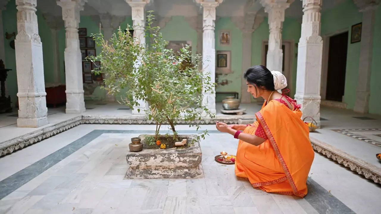 Plucking Tulsi Leaves On These Days Can Make Goddess Lakshmi Angry