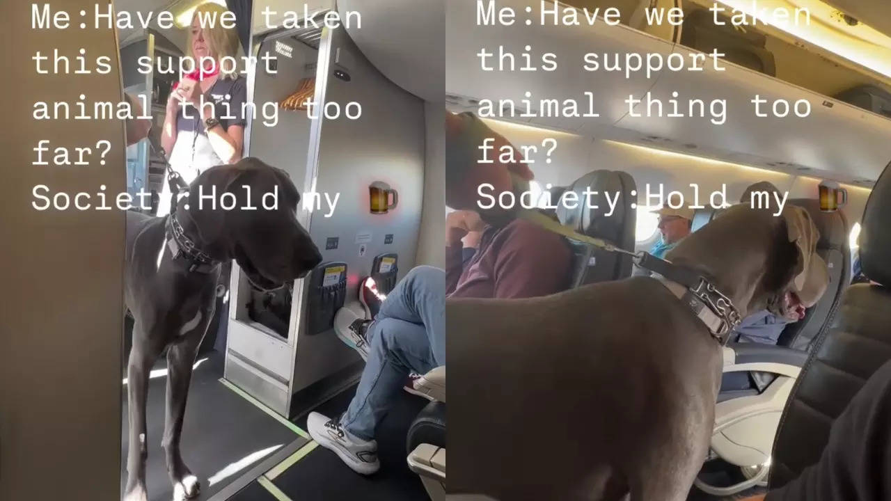 A Great Dane brought aboard a flight as an emotional-support animal navigates its cabin. | Rob