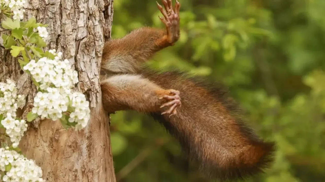 The photo, cleverly titled 'Stuck Squirrel,' was captured by the photographer Milko Marchetti.