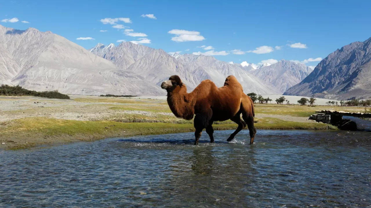 Bactrian camels have two humps. | Image courtesy: Sabir Mallick/Getty Images via Canva.com