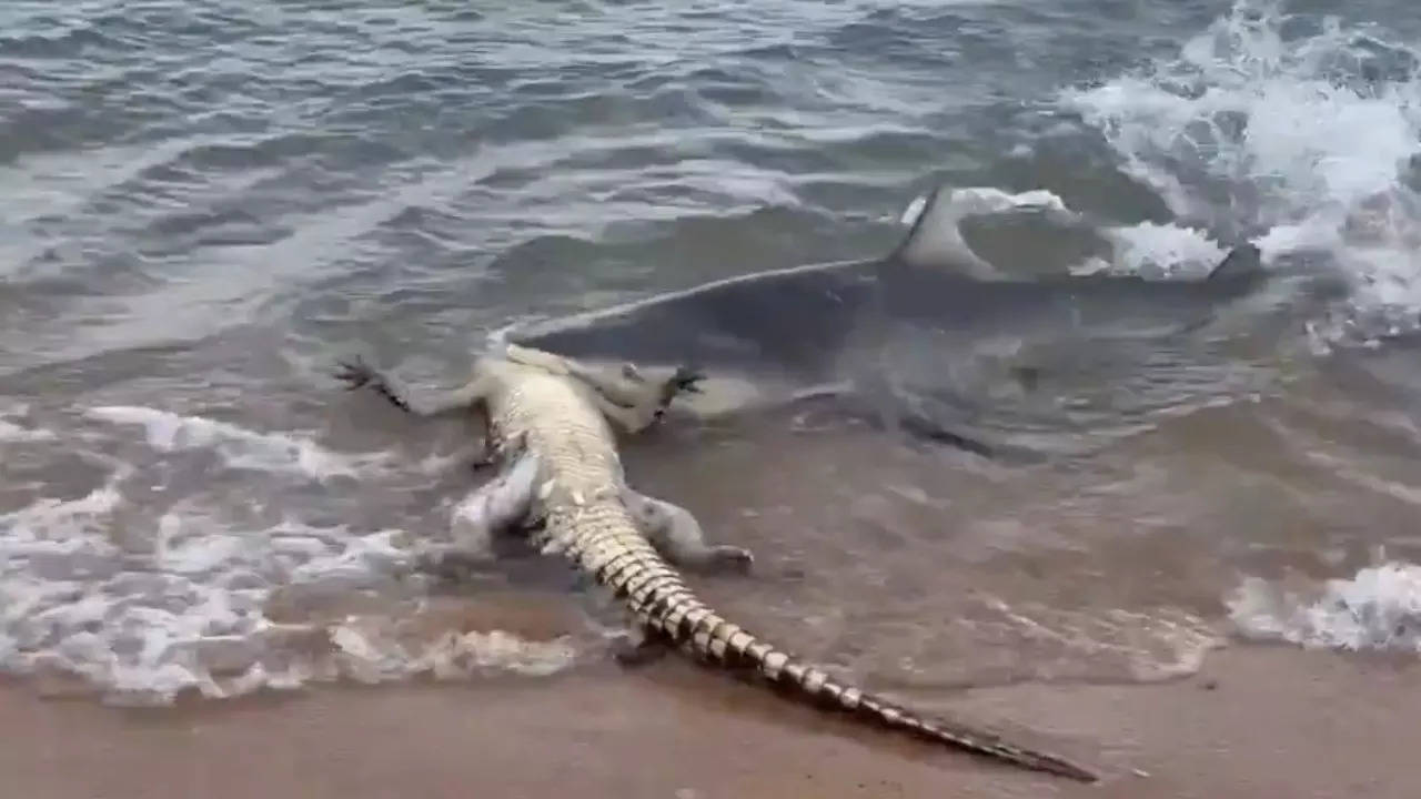 A shark eats a crocodile at Town Beach, Nhulunbuy, Northern Territory. |  Alice Bedwell/Storyful