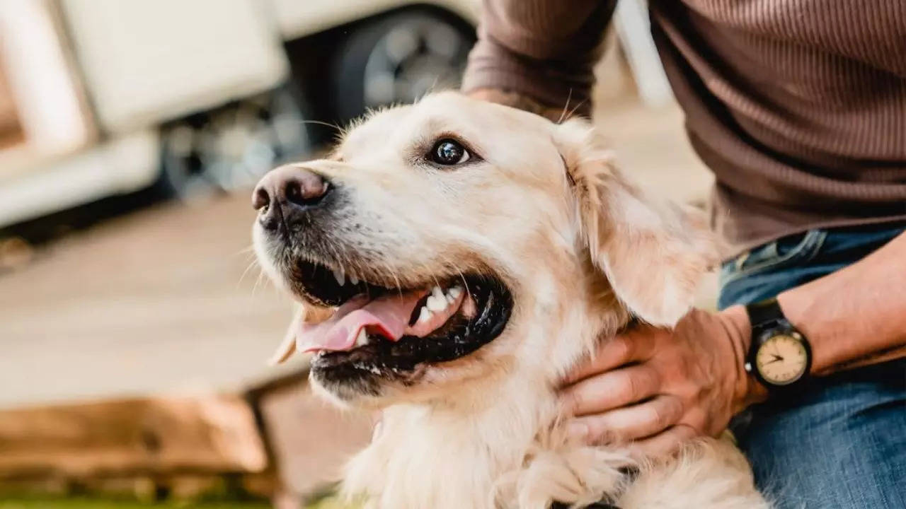 Golden Retriever Refuses to Go Outside Without a Hug